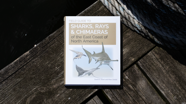 Sharks, Rays & Chimeras of the East Coast of North America front cover.