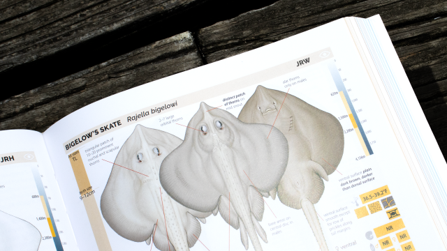 Sharks, Rays & Chimeras of the East Coast of North America - Bigelow's Skate.